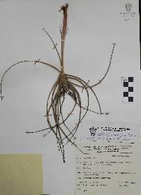 Tillandsia schiedeana image