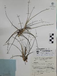 Tillandsia schiedeana image