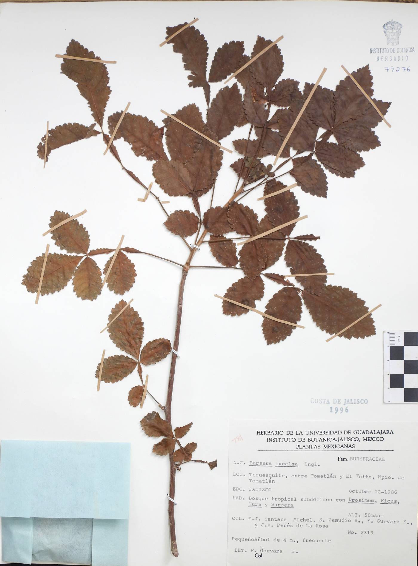 Bursera excelsa image