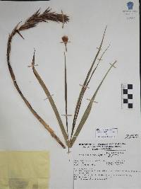 Pitcairnia ringens image