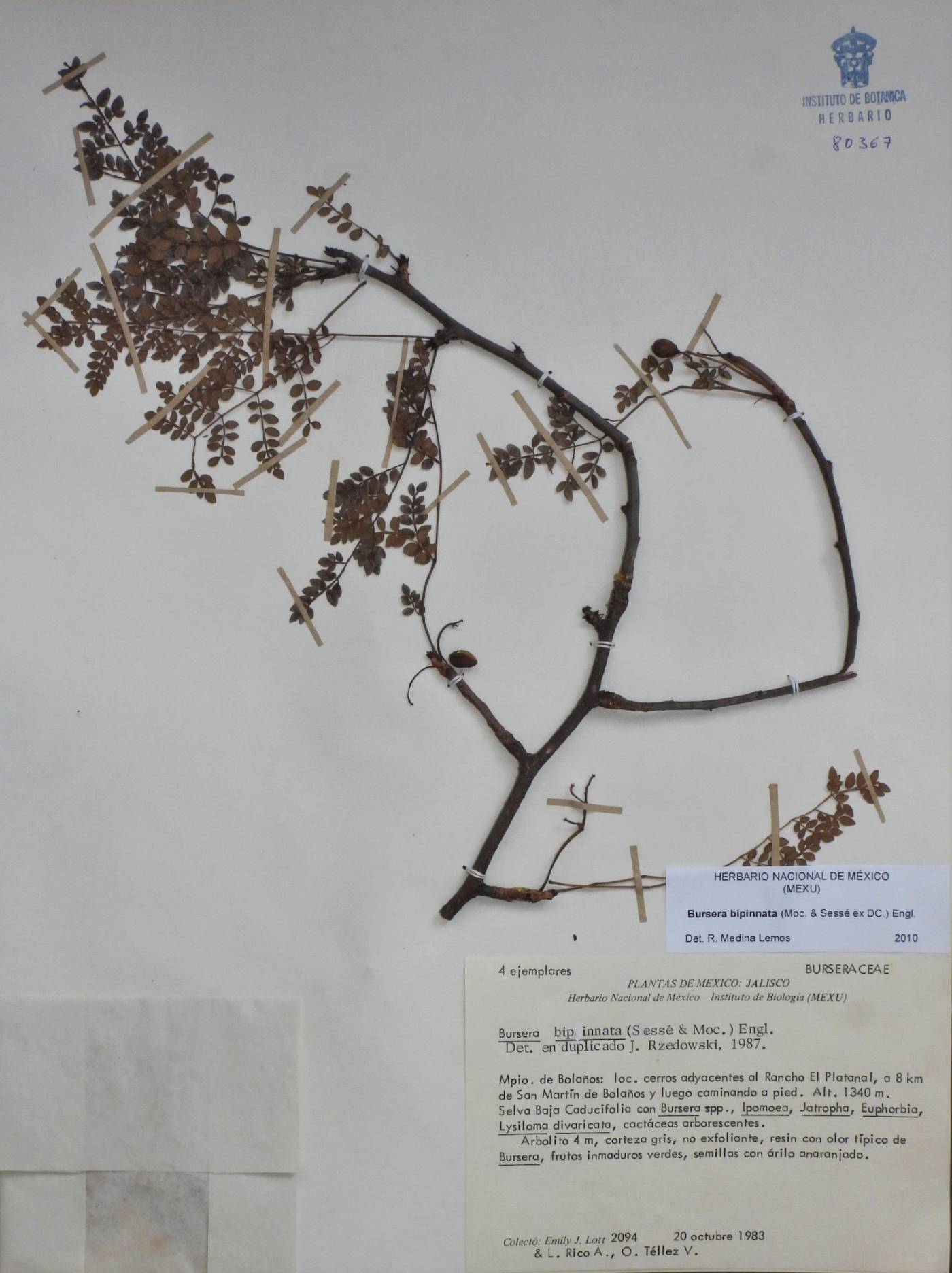 Bursera bipinnata image