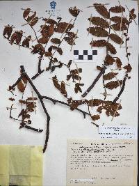 Bursera copallifera image