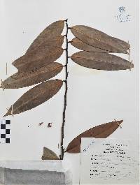 Xylopia aromatica image