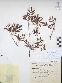 Bursera denticulata image