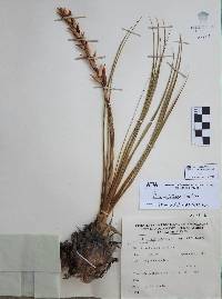 Pitcairnia karwinskyana image