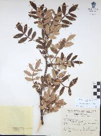 Bursera cuneata image