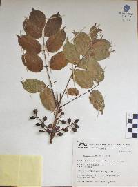 Bursera simaruba image