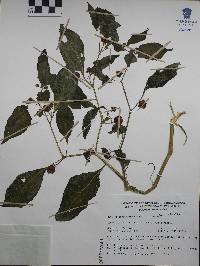 Jaltomata procumbens image