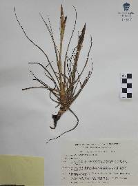 Tillandsia schiedeana image