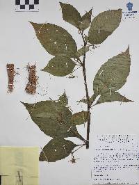 Jaltomata procumbens image