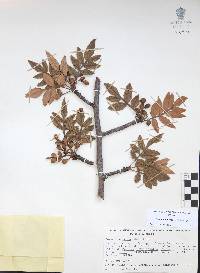 Bursera cuneata image