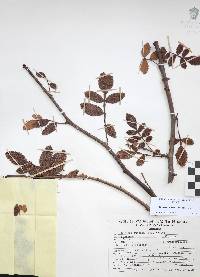 Bursera cuneata image