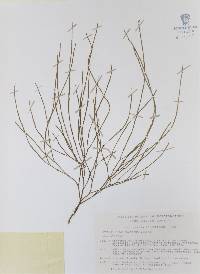 Psilotum complanatum image