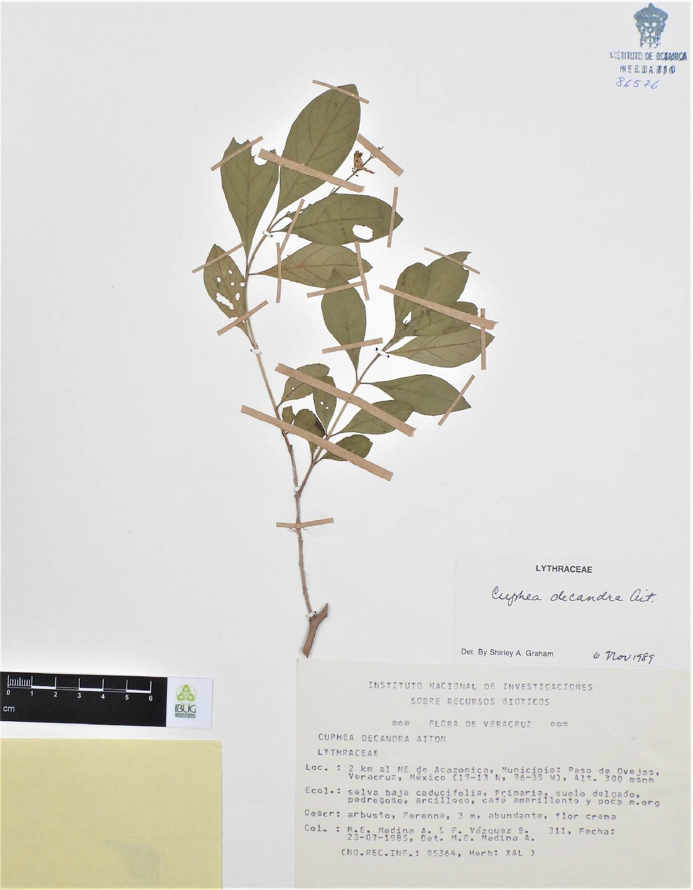 Cuphea decandra image