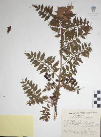 Bursera palmeri image