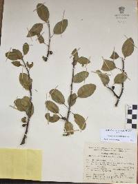 Bursera schlechtendalii image