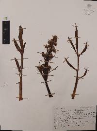 Valeriana edulis subsp. edulis image