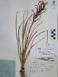 Pitcairnia karwinskyana image