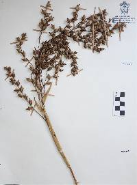 Catopsis paniculata image