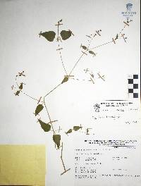 Commicarpus scandens image