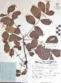 Bursera grandifolia image