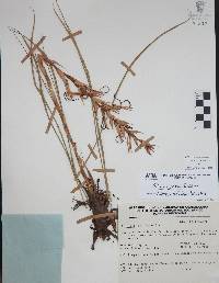 Pitcairnia karwinskyana image