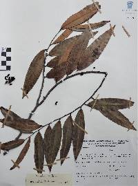 Xylopia aromatica image