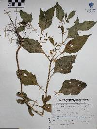 Jaltomata procumbens image