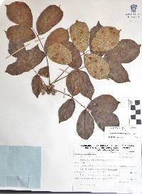 Bursera grandifolia image