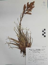 Tillandsia gymnobotrya image