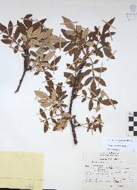 Bursera cuneata image