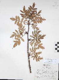 Bursera cuneata image