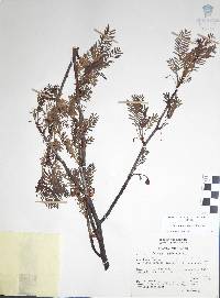 Bursera morelensis image
