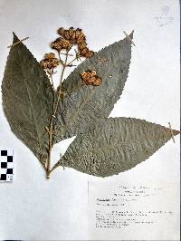 Eupatorium lanicaule image