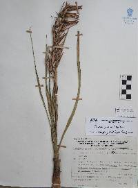 Pitcairnia karwinskyana image