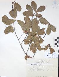 Bursera crenata image