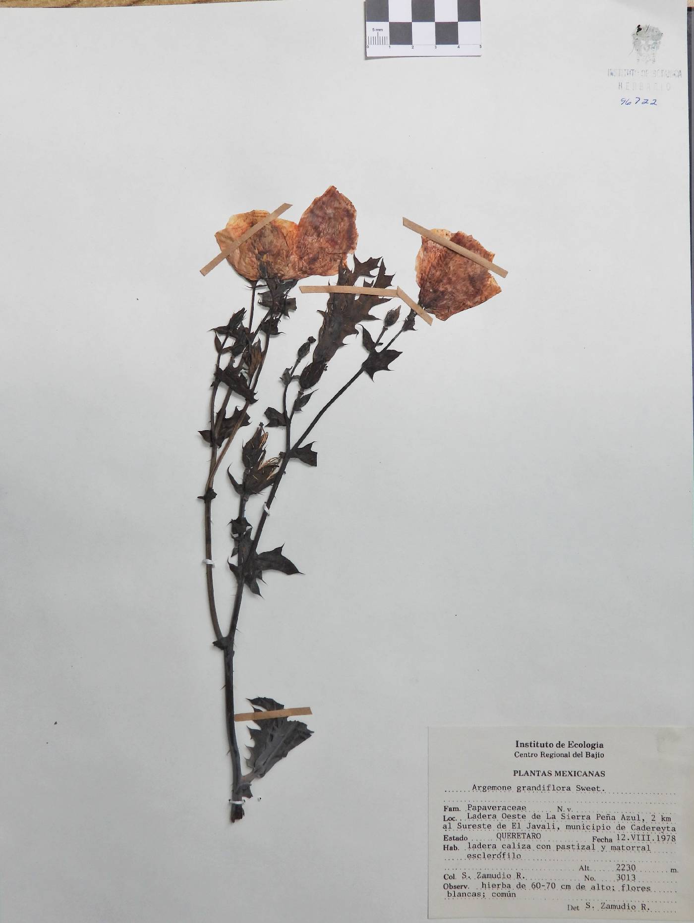 Argemone grandiflora image