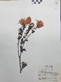 Argemone grandiflora image