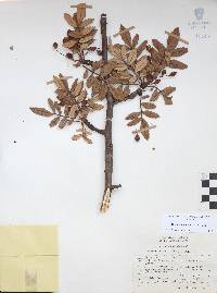 Bursera cuneata image