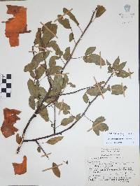 Bursera medranoana image