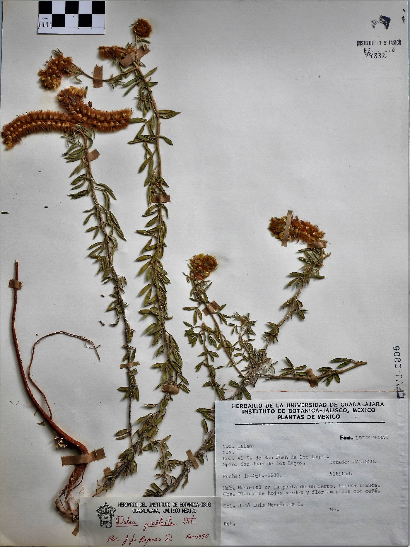 Dalea prostrata image