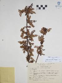 Bursera bipinnata image