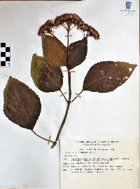 Eupatorium sordidum image