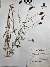 Dalea pectinata image