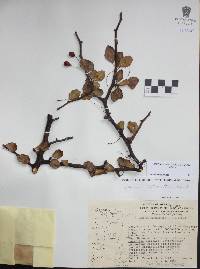 Bursera biflora image