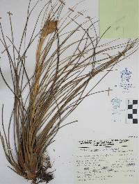 Tillandsia juncea image