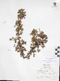 Bursera fagaroides image