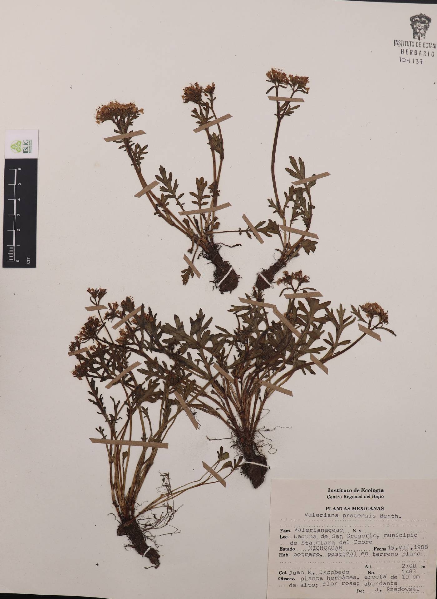 Valeriana officinalis subsp. collina image