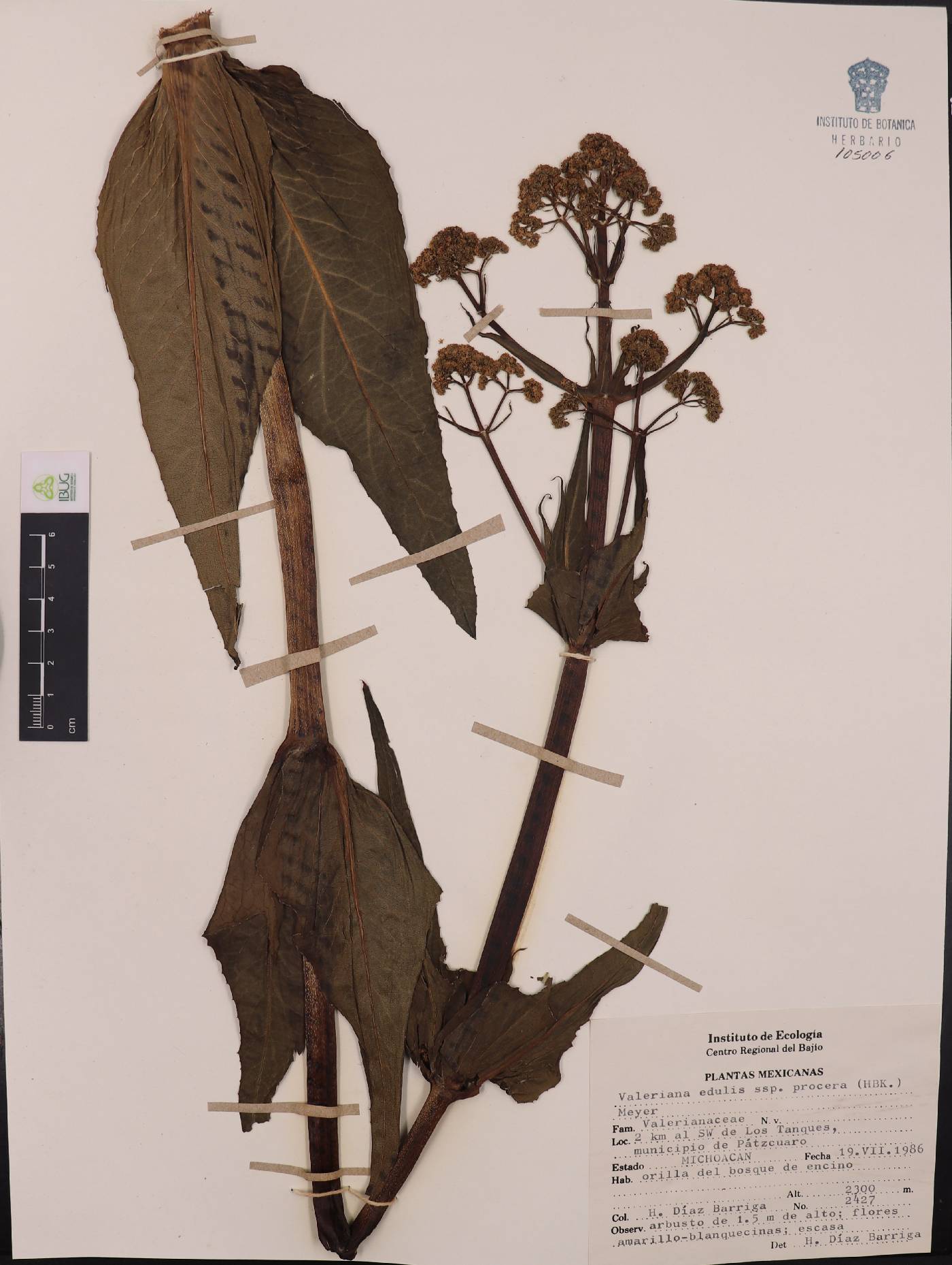 Valeriana edulis subsp. procera image