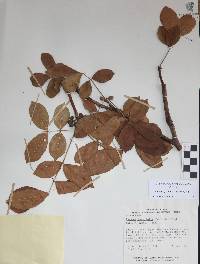 Bursera grandifolia image